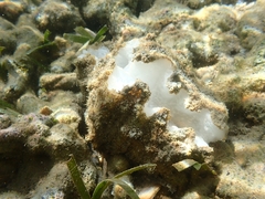 Hippopus hippopus
