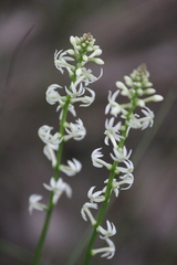 Stackhousia