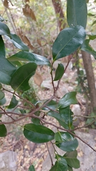 Huberantha nitidissima