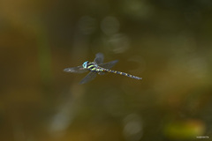 Polycanthagyna ornithocephala