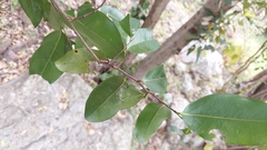 Huberantha nitidissima