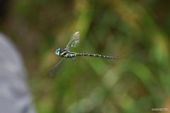 Polycanthagyna ornithocephala