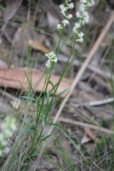Stackhousia