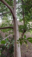 Huberantha nitidissima