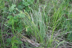 Eremogone longifolia