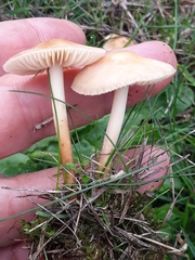 Marasmius oreades