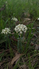 Pimelea humilis