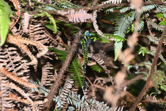 Polycanthagyna ornithocephala