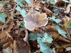 Lentinus brumalis