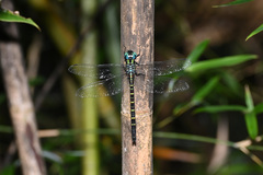 Polycanthagyna ornithocephala
