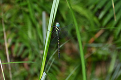 Polycanthagyna ornithocephala