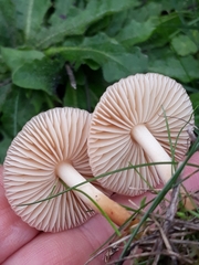 Marasmius oreades