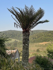 Cyathea dregei