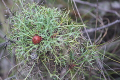 Isopogon ceratophyllus