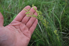 Eremogone longifolia