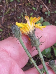 Picris hieracioides