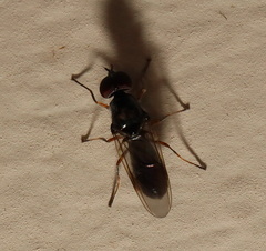 Acanthasargus