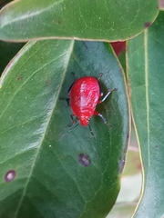 Supputius cincticeps