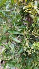 Dioscorea transversa