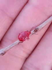 Supputius cincticeps