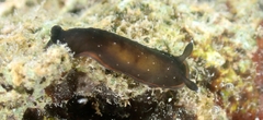Dendrodoris nigra