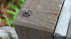 Myrmhopla