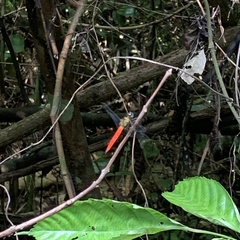 Orchithemis pulcherrima