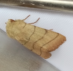 Charanyca trigrammica