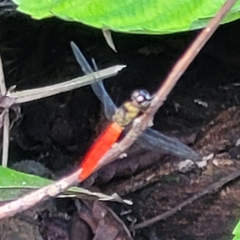 Orchithemis pulcherrima