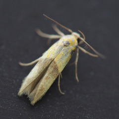 Stathmopoda auriferella