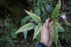 Pteris