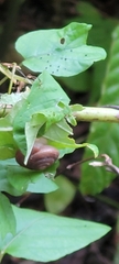 Quantula striata