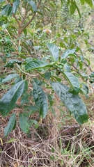 Clerodendrum floribundum
