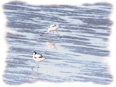 Recurvirostra avosetta