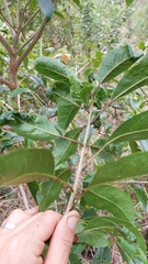 Clerodendrum floribundum