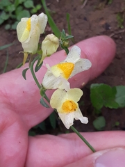 Linaria vulgaris