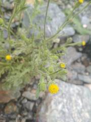 Senecio viscosus