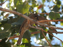Stomiopera unicolor