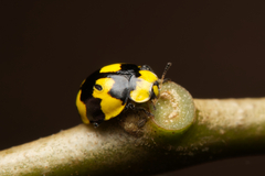 Illeis galbula