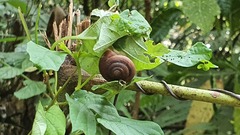 Quantula striata