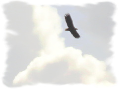 Haliaeetus albicilla