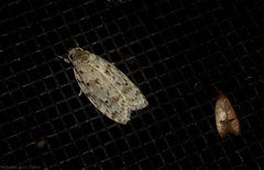 Agriophara velitata