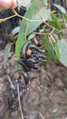 Perga affinis