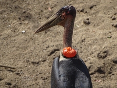 Leptoptilos crumenifer