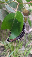 Perga affinis