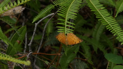 Cirrochroa tyche mithila