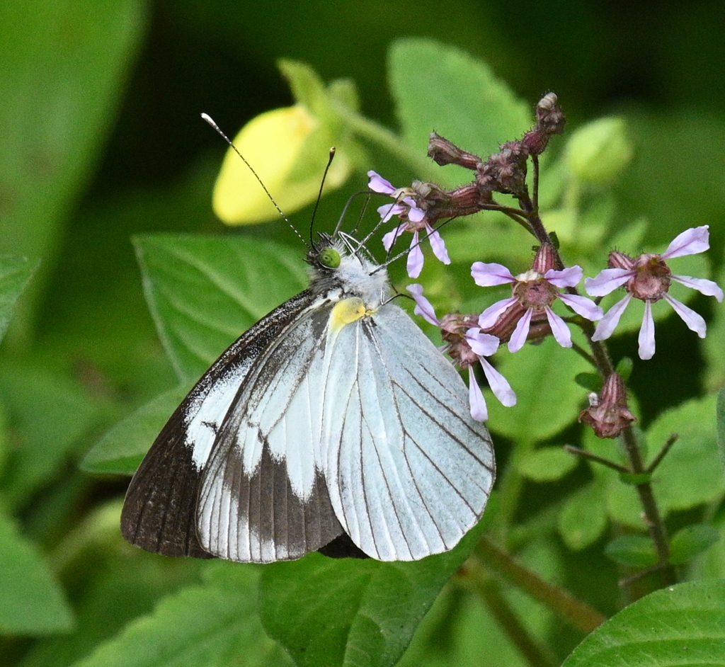 Leptophobia olympia