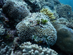 Galaxea fascicularis