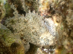 Scorpaenidae