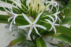Crinum pedunculatum